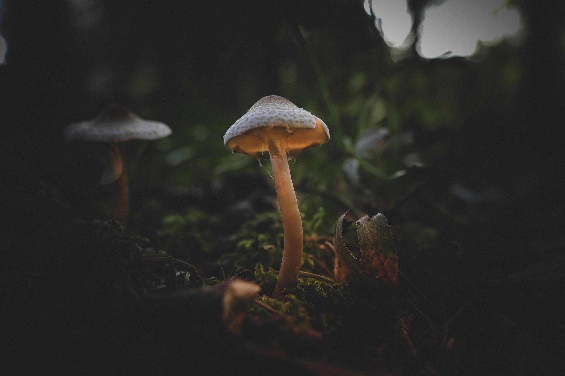 Ultimate Guide to Using Magic Mushrooms for Microdosing